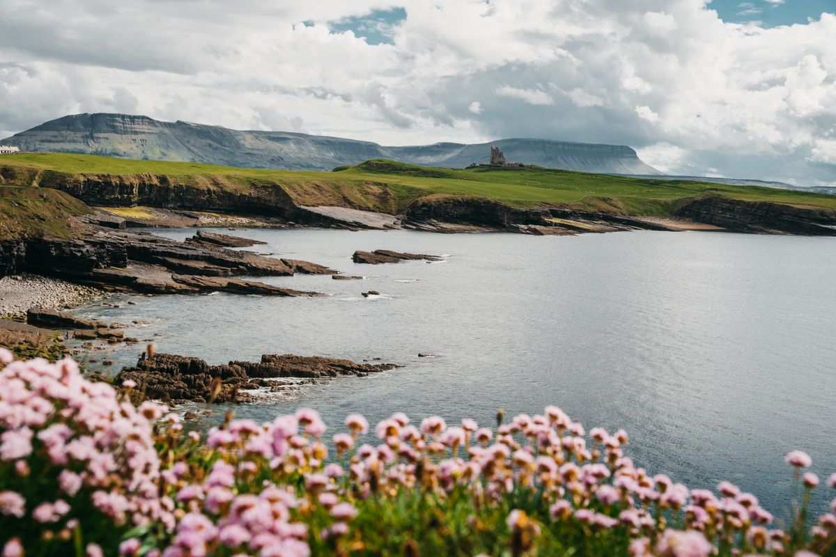 Pink sea thrift wildflowers along a rocky coastal bay in the west of Ireland in spring