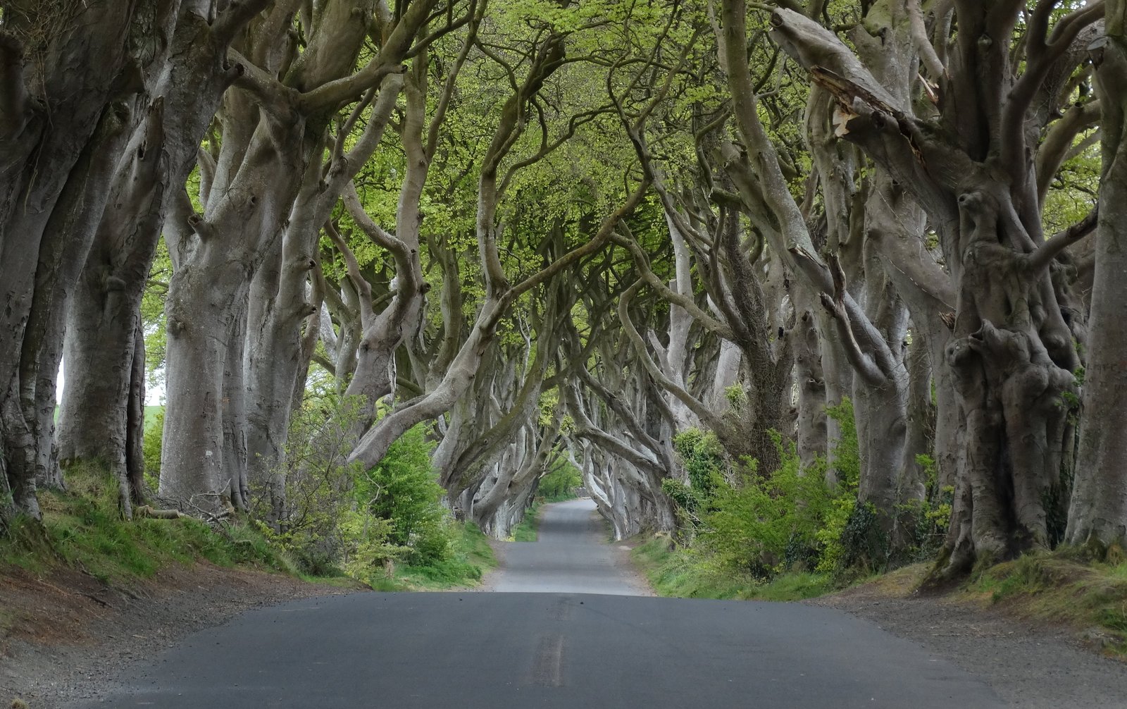 Tunnel of old beech trees arching over the road at the Dark Hedges