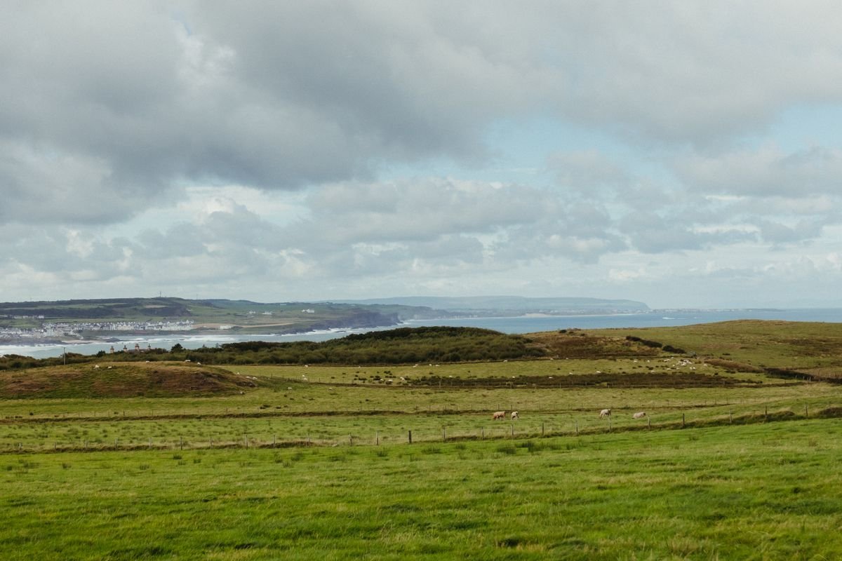Green Irish coastal countryside with sheep and the sea beyond