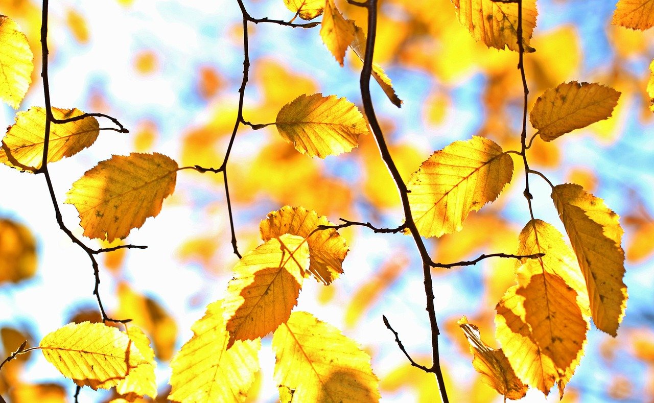 Golden autumn leaves backlit against a blue sky