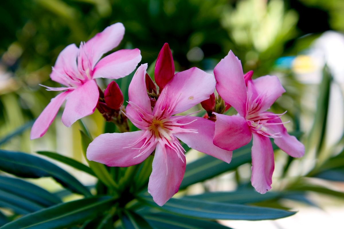 Pink oleander flowers, a poisonous plant of the kind grown in Blarney Castle's Poison Garden