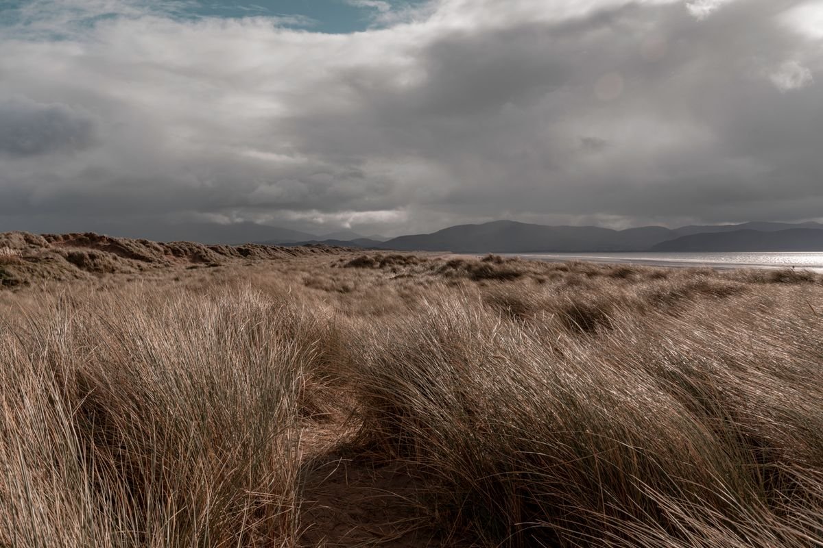Wind-blown dune grass and a moody sky over a Donegal strand