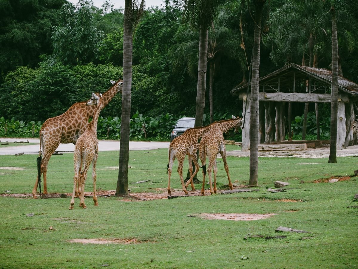 Giraffes roaming free on open grass at a wildlife park