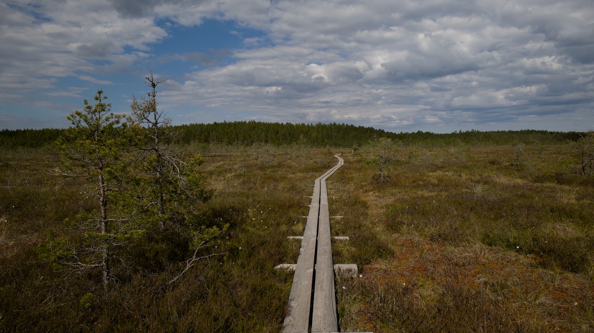 A wooden trackway across an Irish raised bog, the kind Longford's Corlea road was lifted from