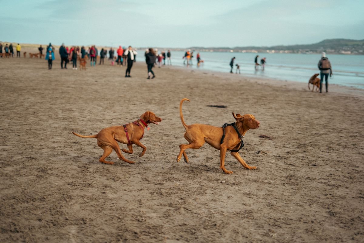 Dogs running on the sandy Dollymount Strand beach in Dublin