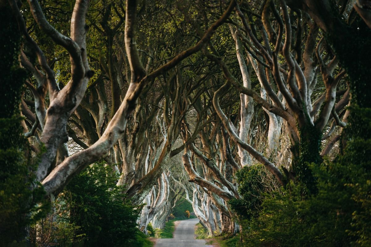 Beech trees arching over the road at the Dark Hedges