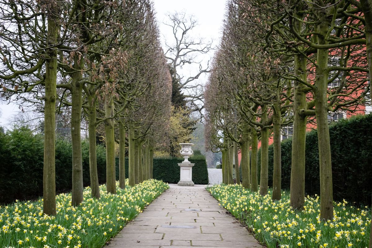 Formal walled garden path lined with clipped trees and spring daffodils at Hillsborough Castle