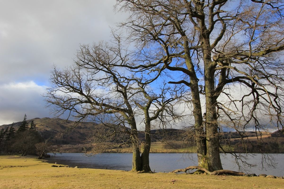 Ancient oak trees on a lakeshore in Ireland, the kind of old woodland Crom Estate is known for