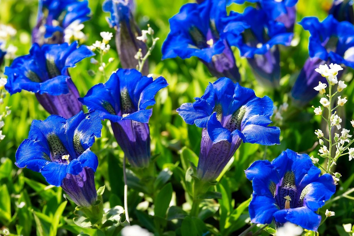Blue spring gentians flowering, the wildflower of the Burren