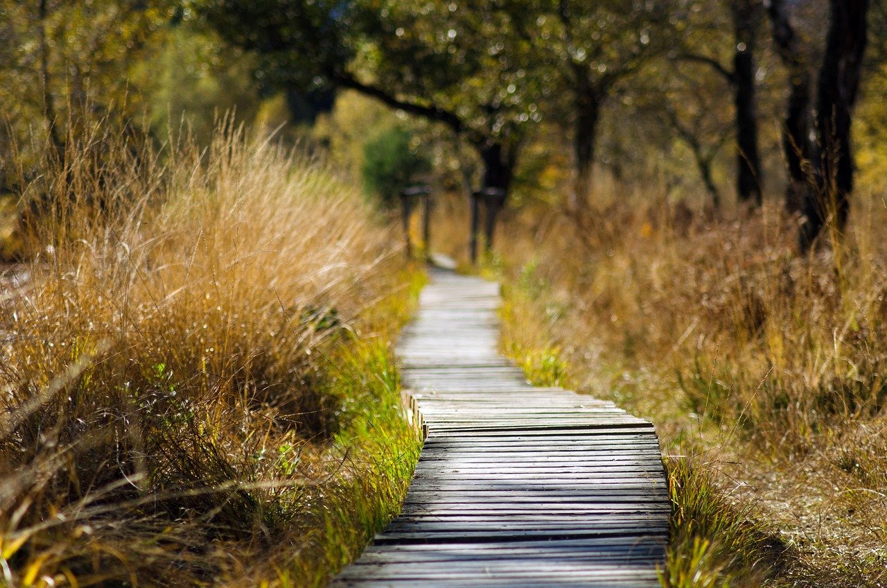 A wooden boardwalk trail winding through open moorland on the Wicklow Way