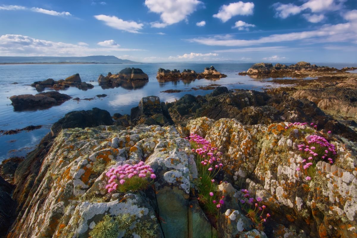 Rocky far-north Donegal shoreline with sea thrift flowers and blue sky
