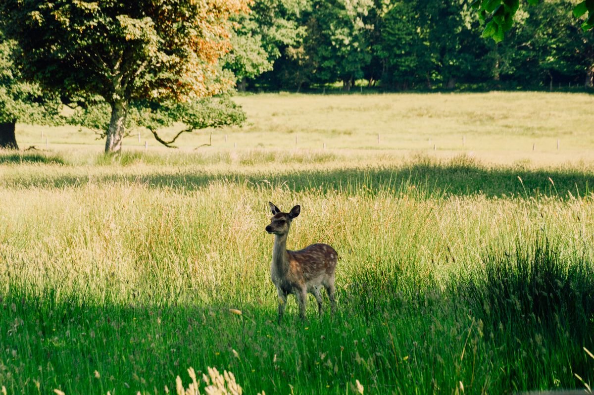 A wild fallow deer standing in the grass in Phoenix Park Dublin