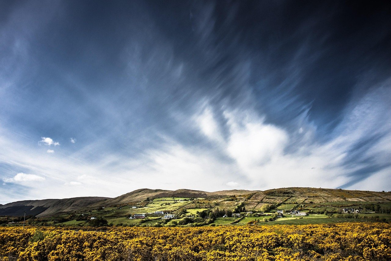 Green Dingle Peninsula countryside with scattered white farmhouses and gorse in bloom