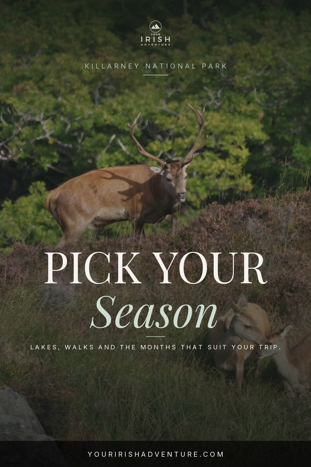 Best time to visit Killarney Pinterest guide, red deer in the park