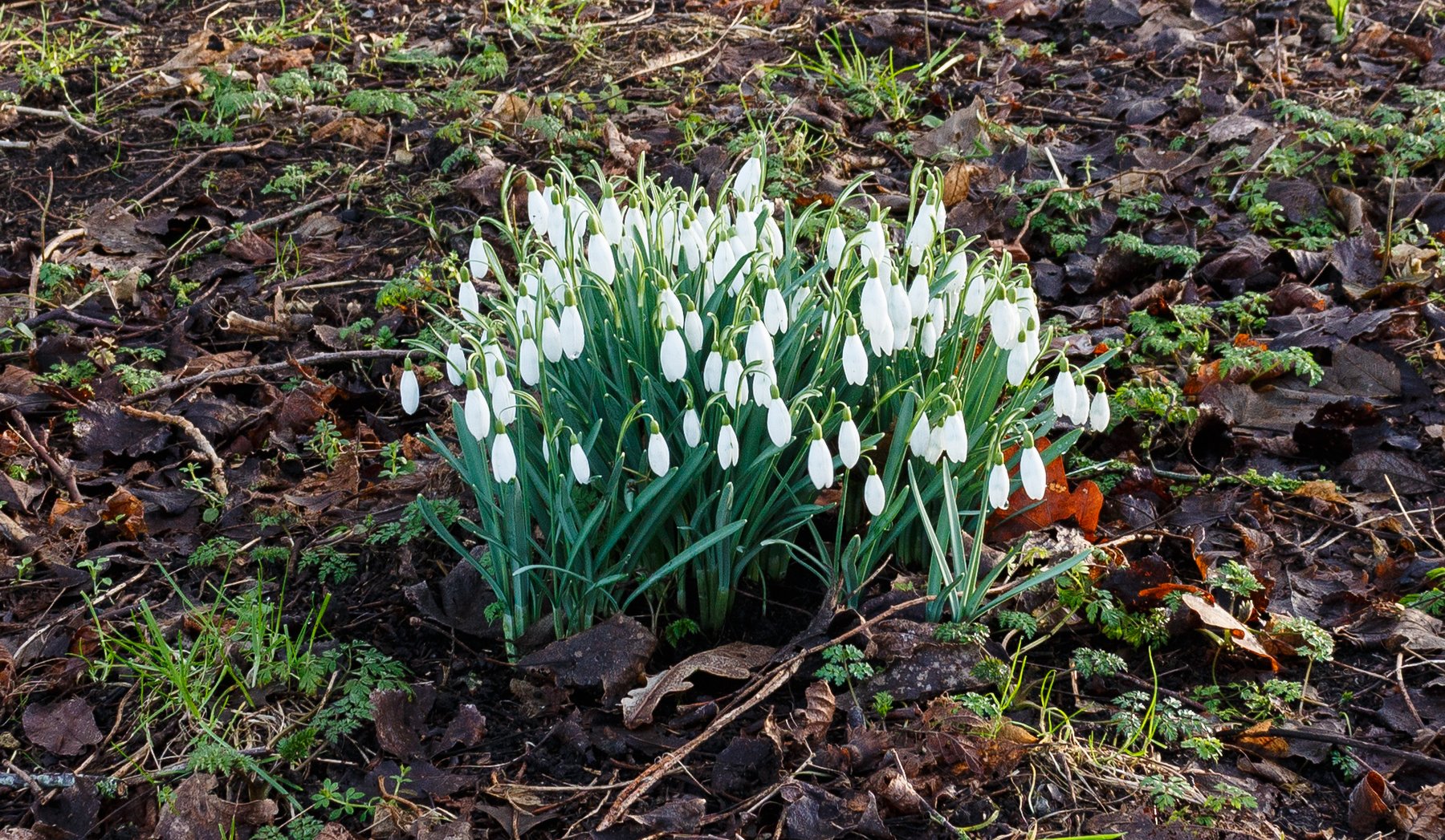 White snowdrops growing among fallen leaves