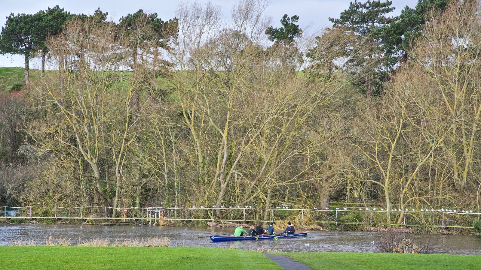 Bare trees and rowers on the water in Dublin
