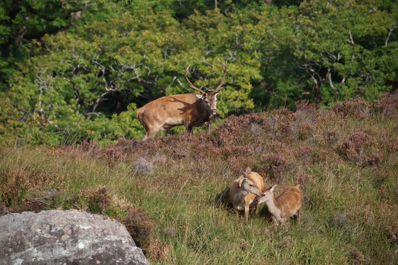 Red deer stag, hind and calf in Killarney National Park in September
