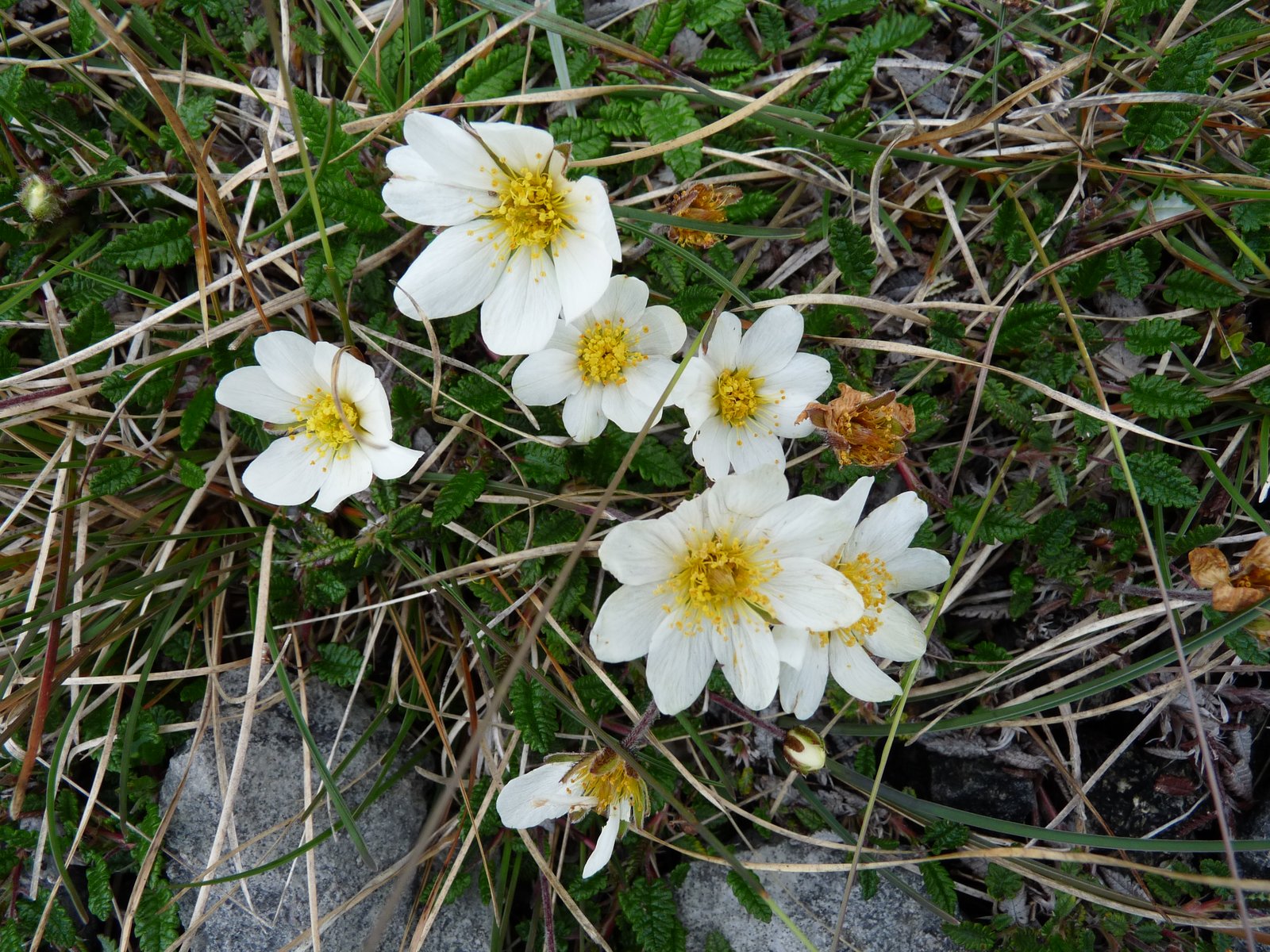 White mountain avens flowers with yellow centers