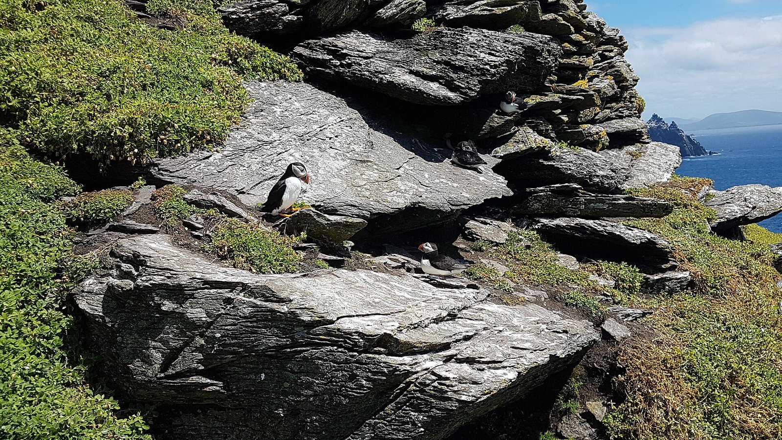 Atlantic puffins on rocky ledges on Skellig Michael