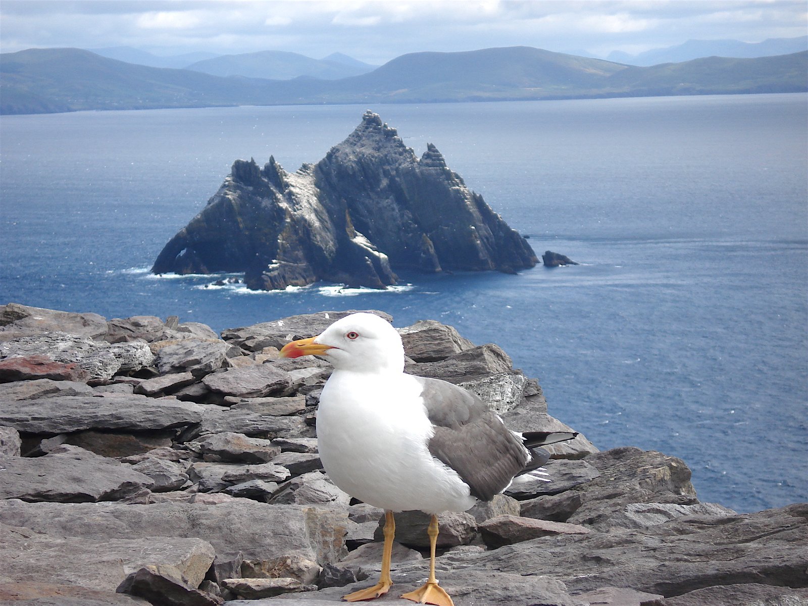 Little Skellig seen from Skellig Michael, with a gull in the foreground
