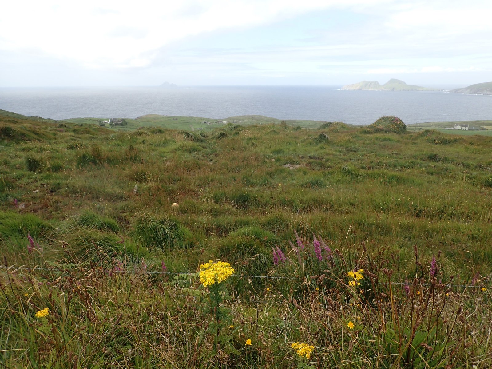 Wildflowers on the Ring of Kerry coast with the Skelligs on the horizon