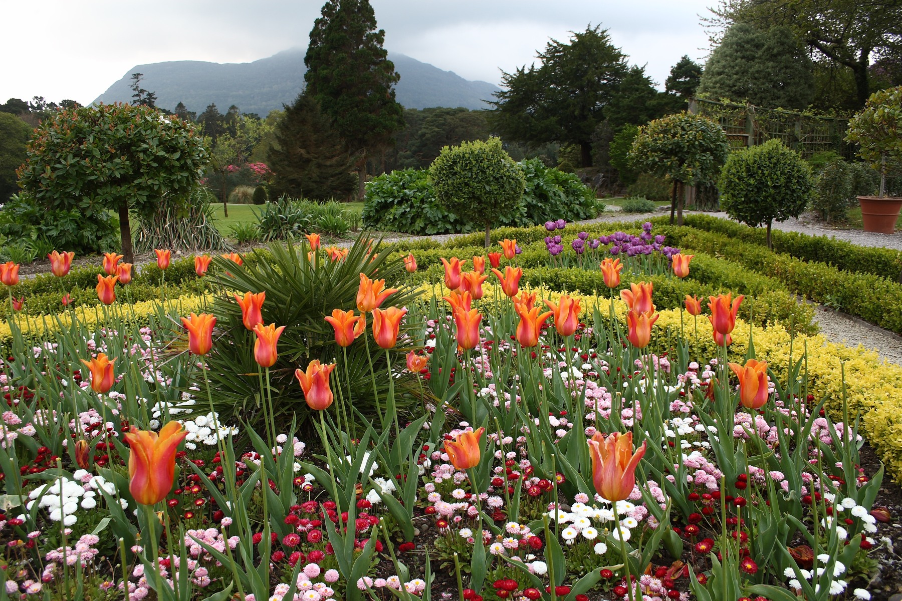 Orange tulips and other flowers in the gardens at Muckross House
