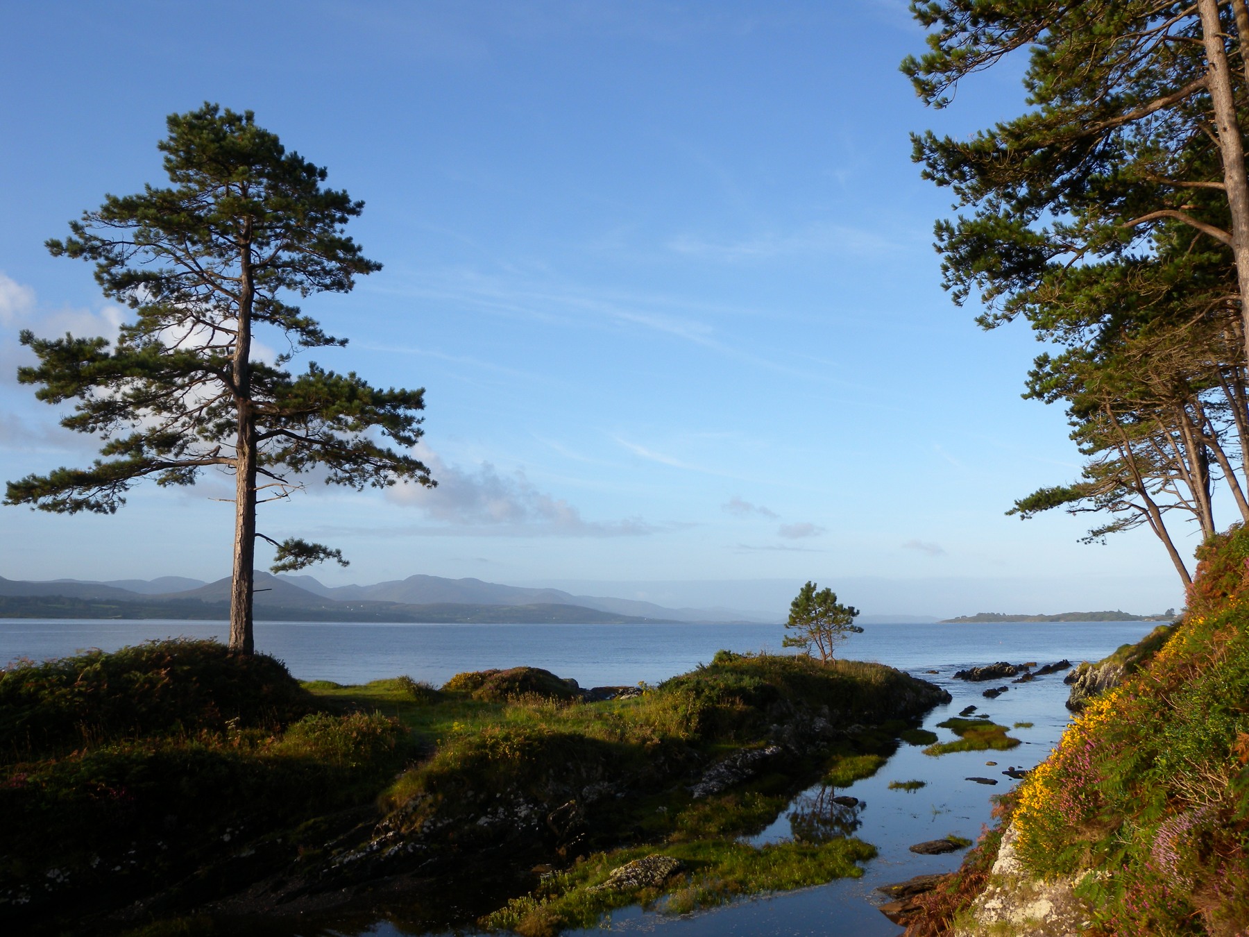 Pine trees framing a sheltered rocky shore on the Ring of Kerry