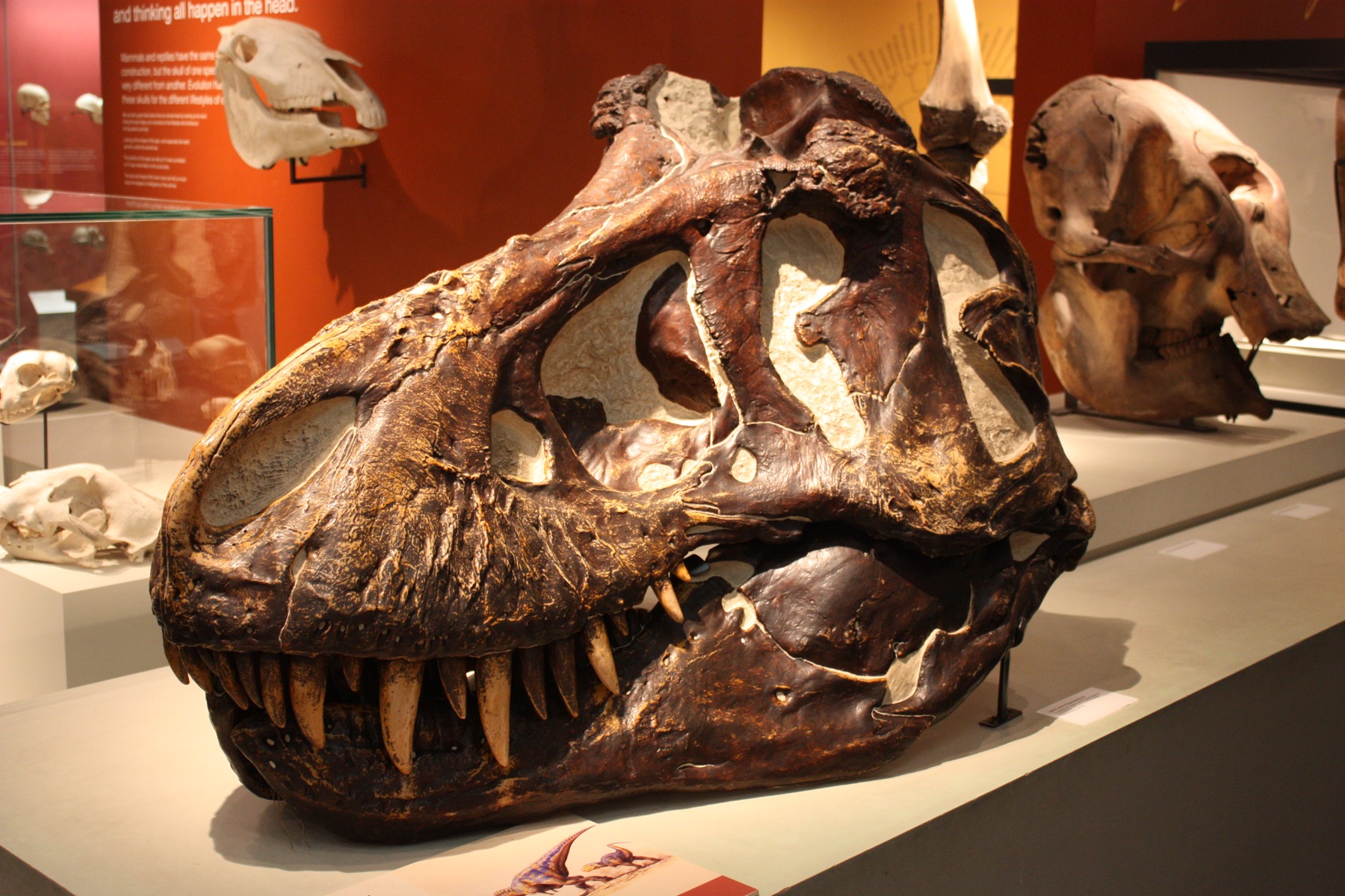 Skull displays in the natural-history collection at the Ulster Museum