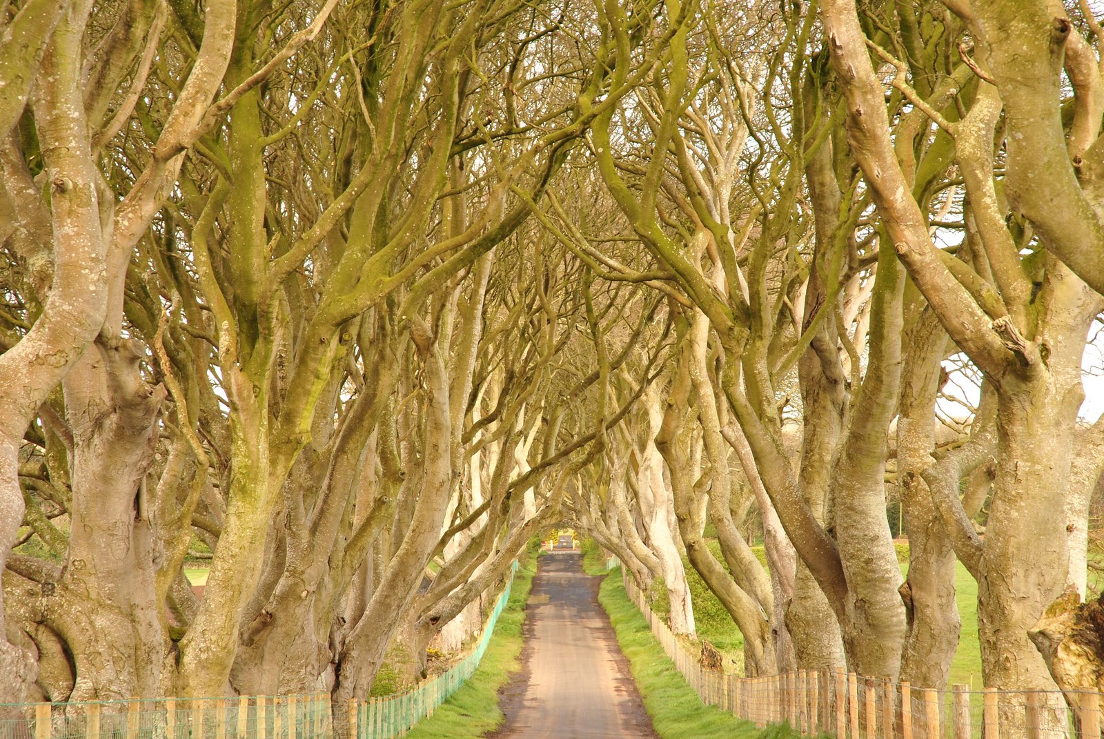 Bare beech branches over Bregagh Road in an older Dark Hedges photograph