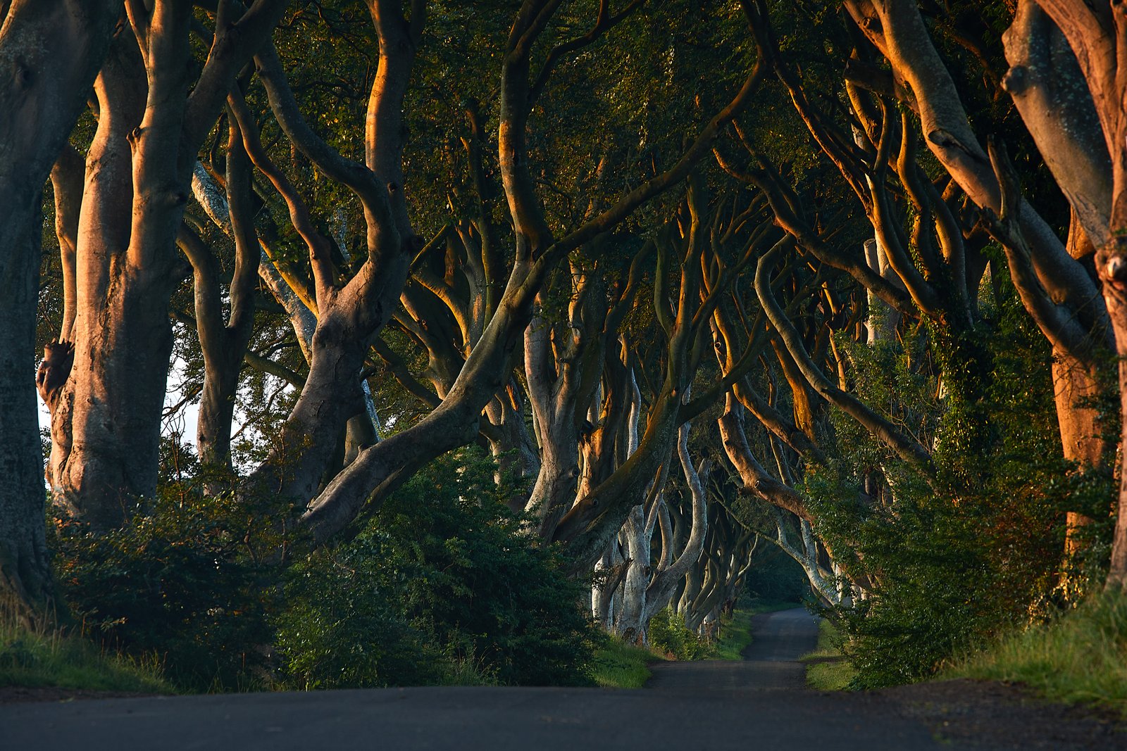 Low light on the trunks of the Dark Hedges