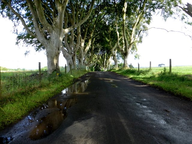 Puddles along the Dark Hedges road