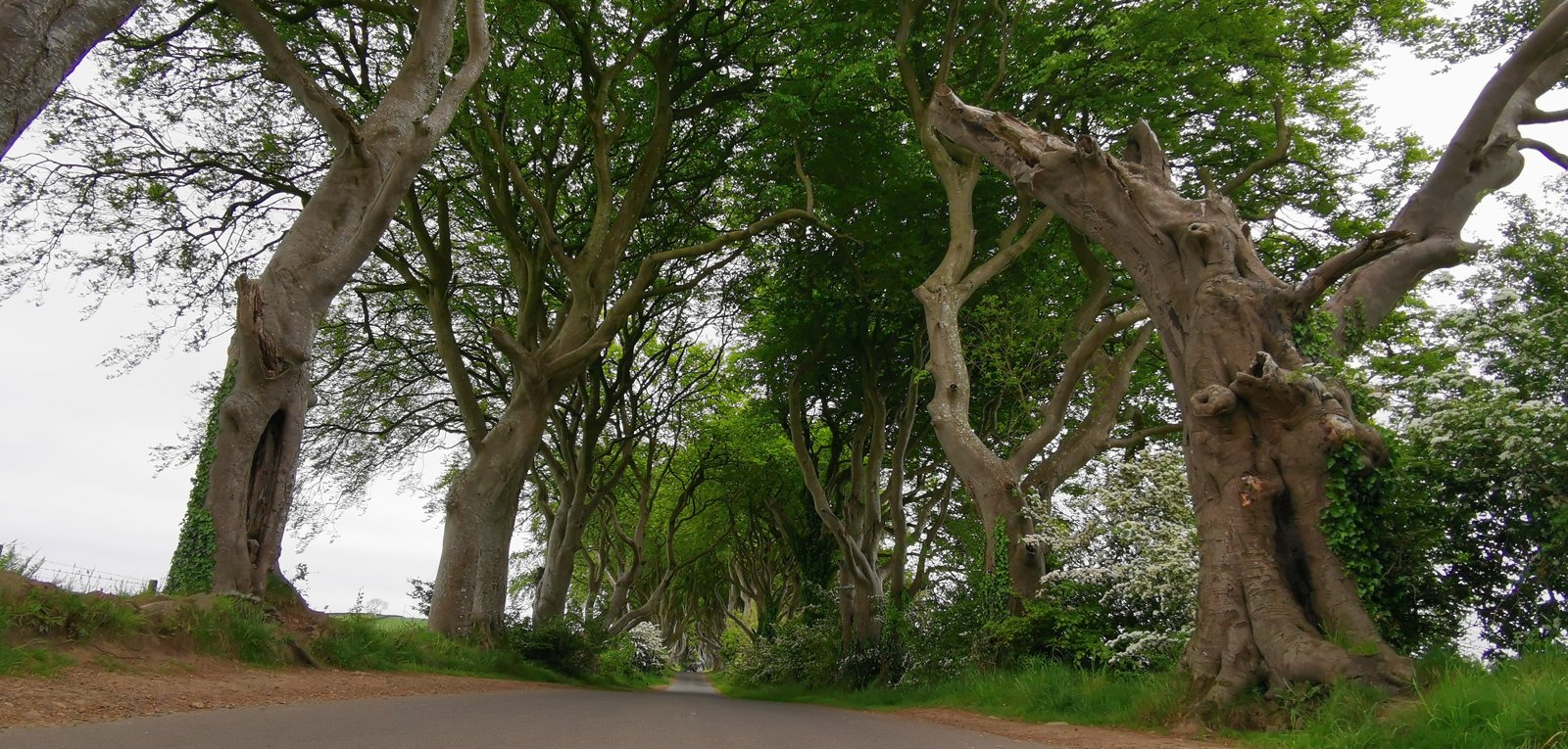 Beech trunks and green foliage along the Dark Hedges