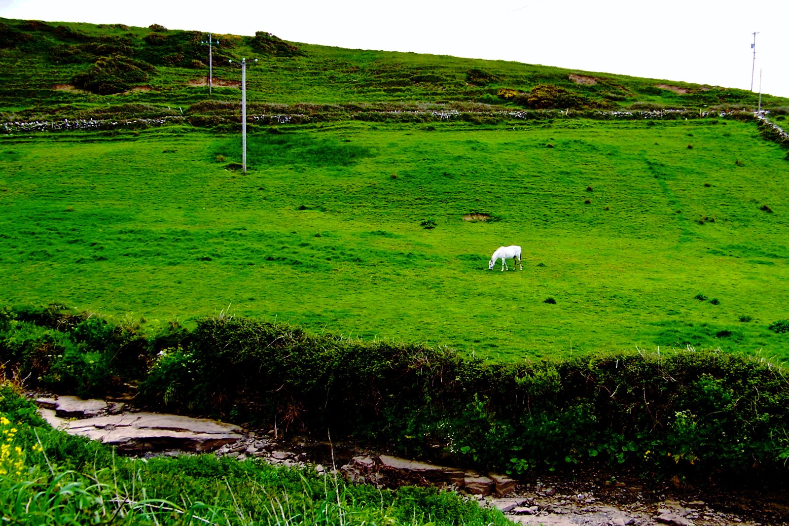 Fields and a white horse near Doolin