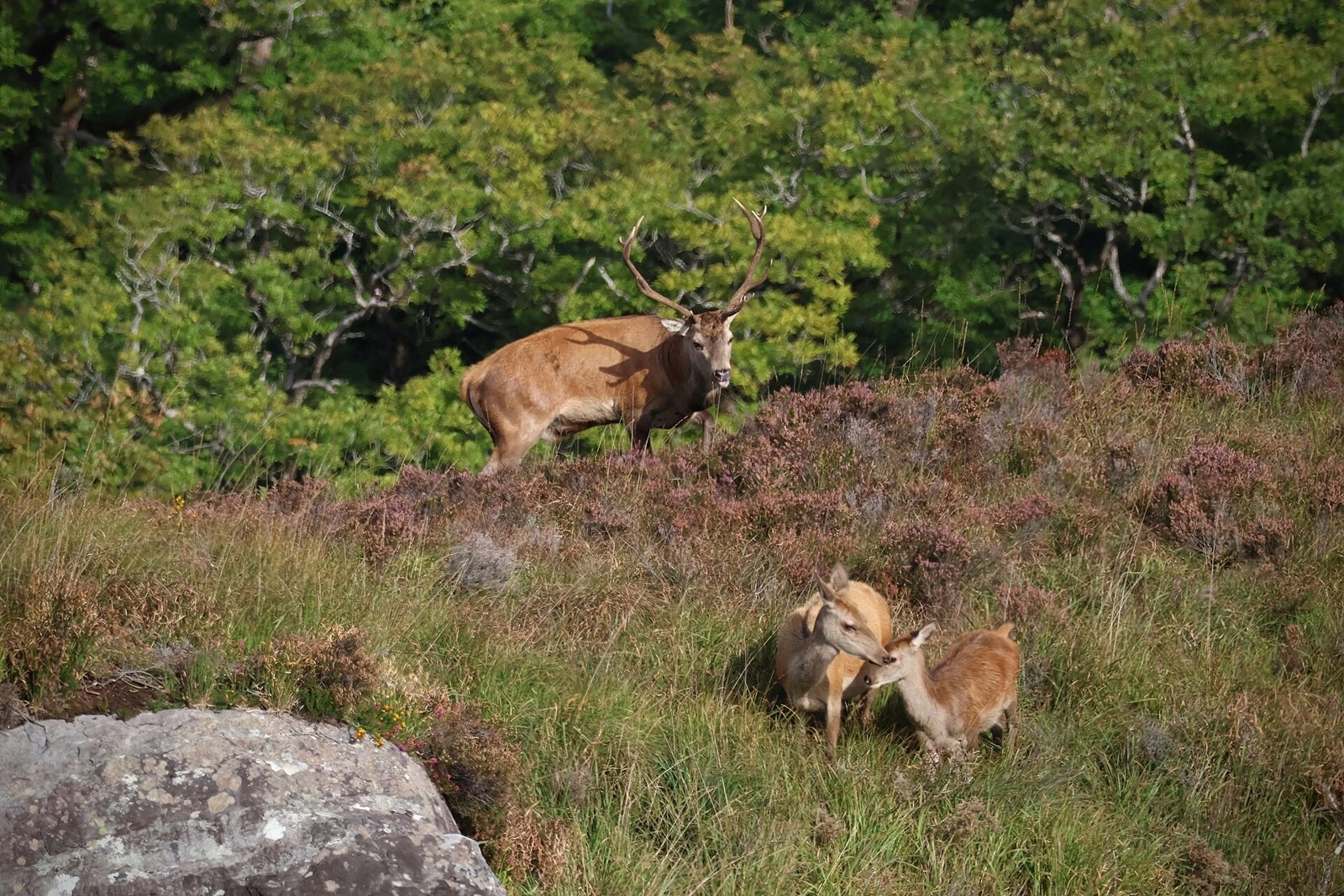 Red deer in Killarney National Park