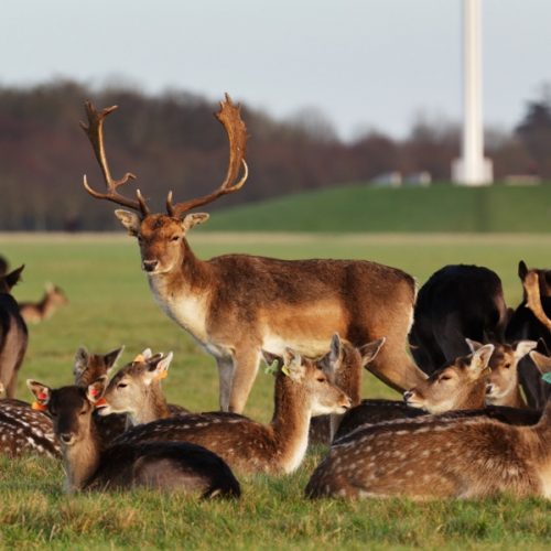 phoenix park deer dublin